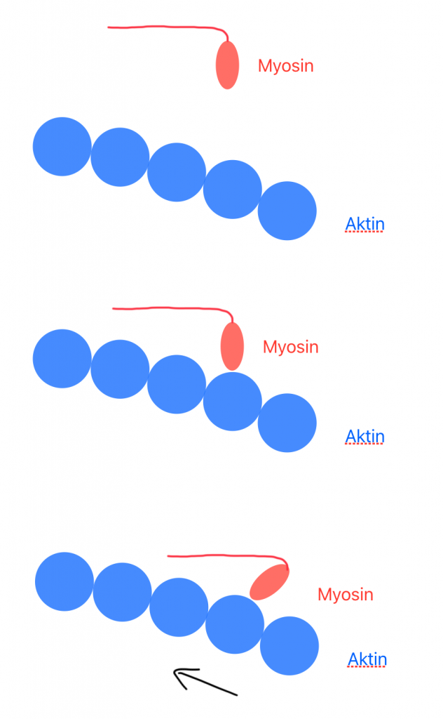 Muskelkontraktion: was machen Aktin und Myosin